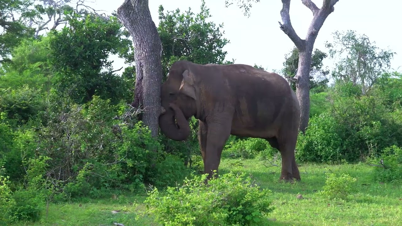 Experience the highlights of Bundala National Park.