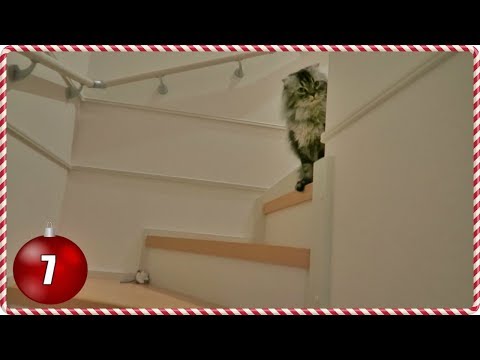 我が家に帰ってきた猫たちの反応｜Vlogmas 7日目 (How Our Cats Reacted to us Coming Home | Vlogmas Day 7)