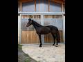 Jument d'avenir - KWPN - 4 ans - Dressage - France