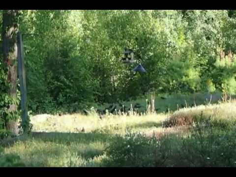 Grackle Attack Swarm