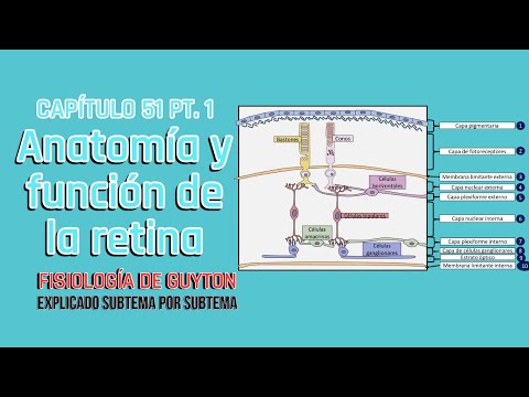CHAPTER 51 1/4: Anatomy and function of the structural elements of the retina | Guyton's Physiology