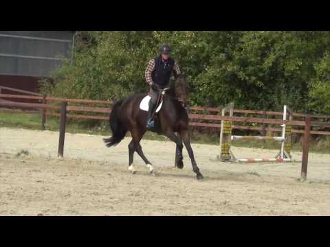 Berta  Hunter For Sale