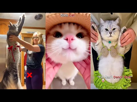 😸 TikToks de Gatos Más Graciosos 2025 | 5 Horas de Risas con Los BRUSCHIMICHIS