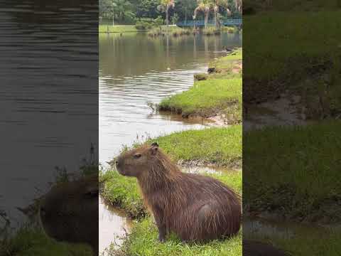 Recanto das araras Morrinhos Goiás #short