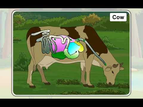 22 Animals which nibble the food and chew the cud