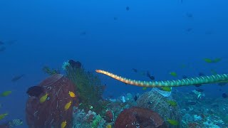Download lagu Manuk - 'Snake island' (dive site), Ring of Fire - Scuba diving liveaboard, Indonesia, Sept 2022 mp3