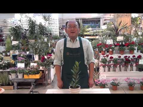 月桂樹、月桂樹 植物