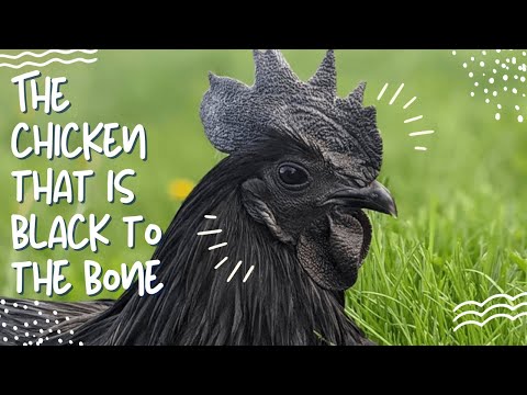 Ayam Cemani — black to the bone chicken