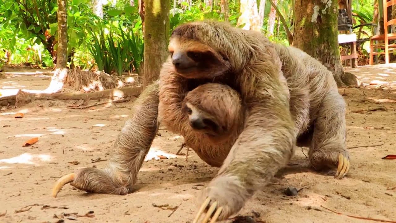 Costa Rica: Faultiere Affen (0:55)