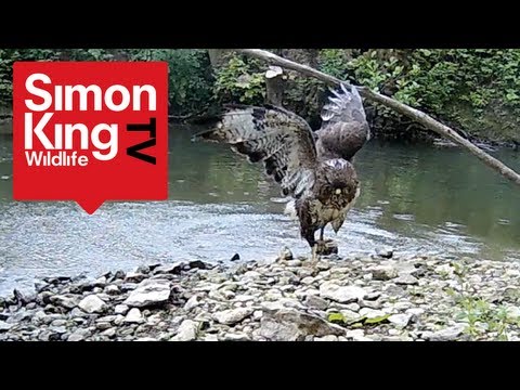 Buzzard Attacks Pigeons - Awesome!