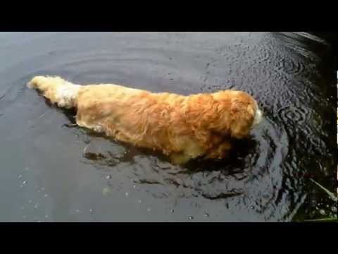 Hahnebalzer Teiche Innerste Clausthal-Zellerfeld