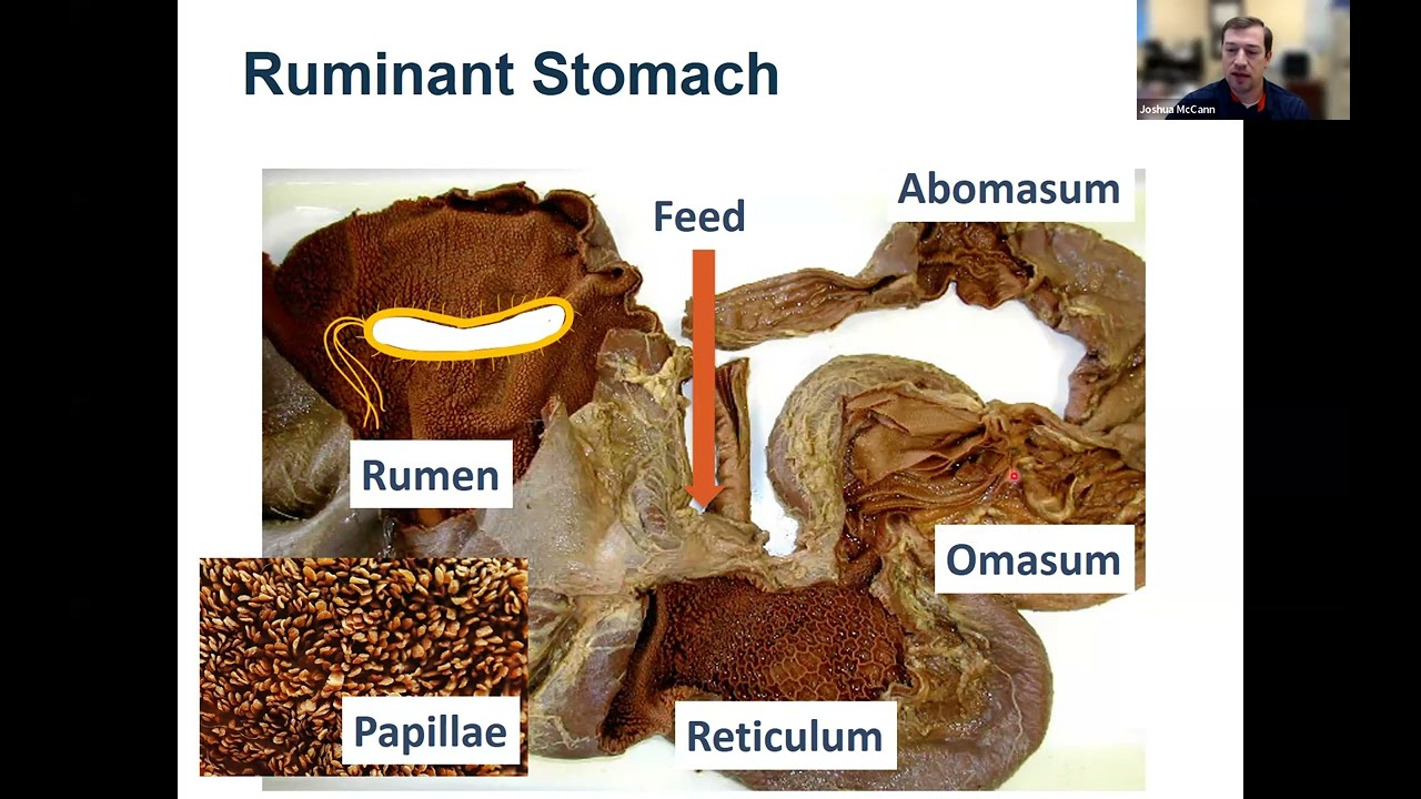 March 2025 EAPK Webinar - Rumen Development and Creep Feeding
