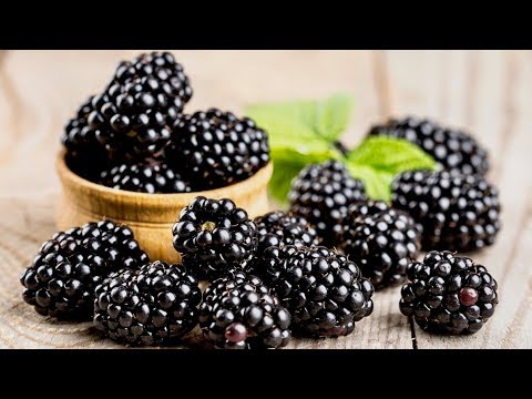 YouTube video about: Can horses have blackberries?