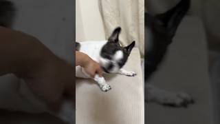 怒ってるフレブルを落ち着かせる方法を紹介します
