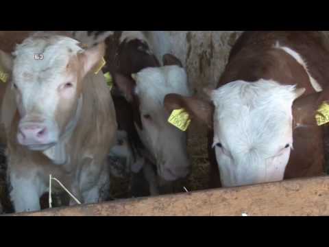 Tov junadi uz samo dva kila koncentrata za kilo prirasta - mladi stocar