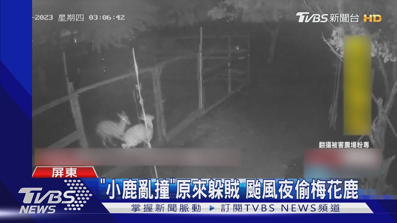 「小鹿亂撞」原來躲賊 颱風夜偷梅花鹿