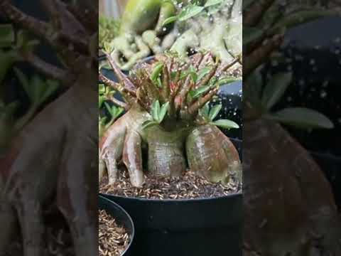 Adenium Arabicum Pflanzenbewässerung. Wüstenrosen-Bonsai.