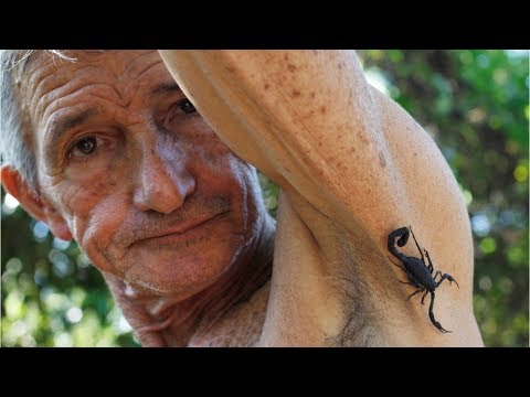 El veneno de escorpión, el remedio contra el dolor en Cuba