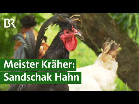 Seltene Sandschak-Hähne: Ihr langes Krähen vertreibt jeden Hühnerdieb | Unser Land | BR