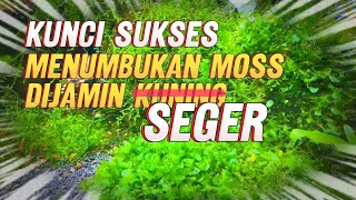 Download lagu Rahasia Menumbuhkan Moss Aquascape Anti Kuning mp3