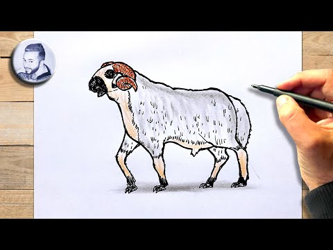 Comment dessiner un mouton facile