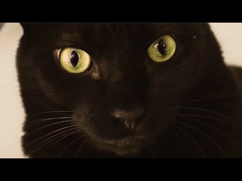 Cat-astrophy - 2021 Ryerson Film Studies Submission