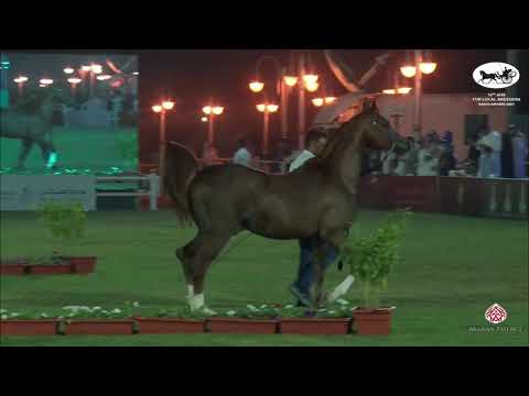 N 432 BADR AL KHALEDIAH II   10th Arabian Horse Show for local Breeders in Saudi Arabia 2021   Stall
