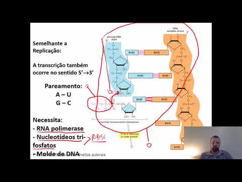 Aula 9 - Transcrição do RNA e Tradução de Proteínas