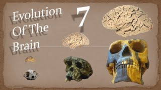 Evolution Of Social Cognition | Evolution Of The Brain - Episode 7