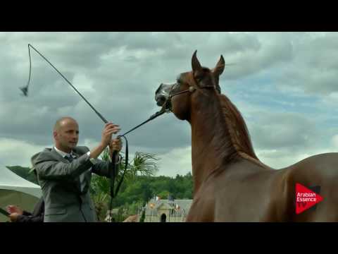 N.39 MISHAAL AM - Chantilly 2017 World Cup - Yearling Colts (Class 6A)