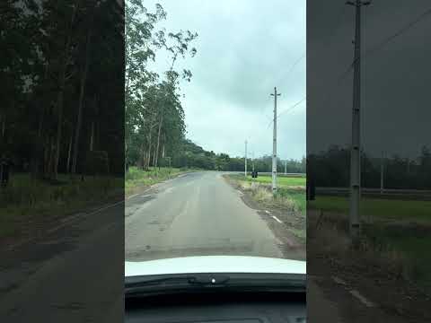 Plantio de arroz em Turvo/SC #brazil #naturezasurpreendente #santacatarina #paisagemnatural