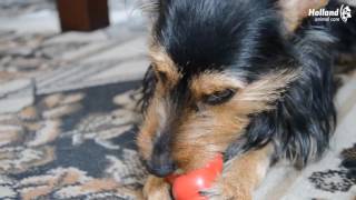 Kong Classic Granát S 7,6 x 4,4 cm