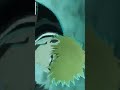 Quilge Vs İchigo Bleach Bleach Quincy Bleachtybw