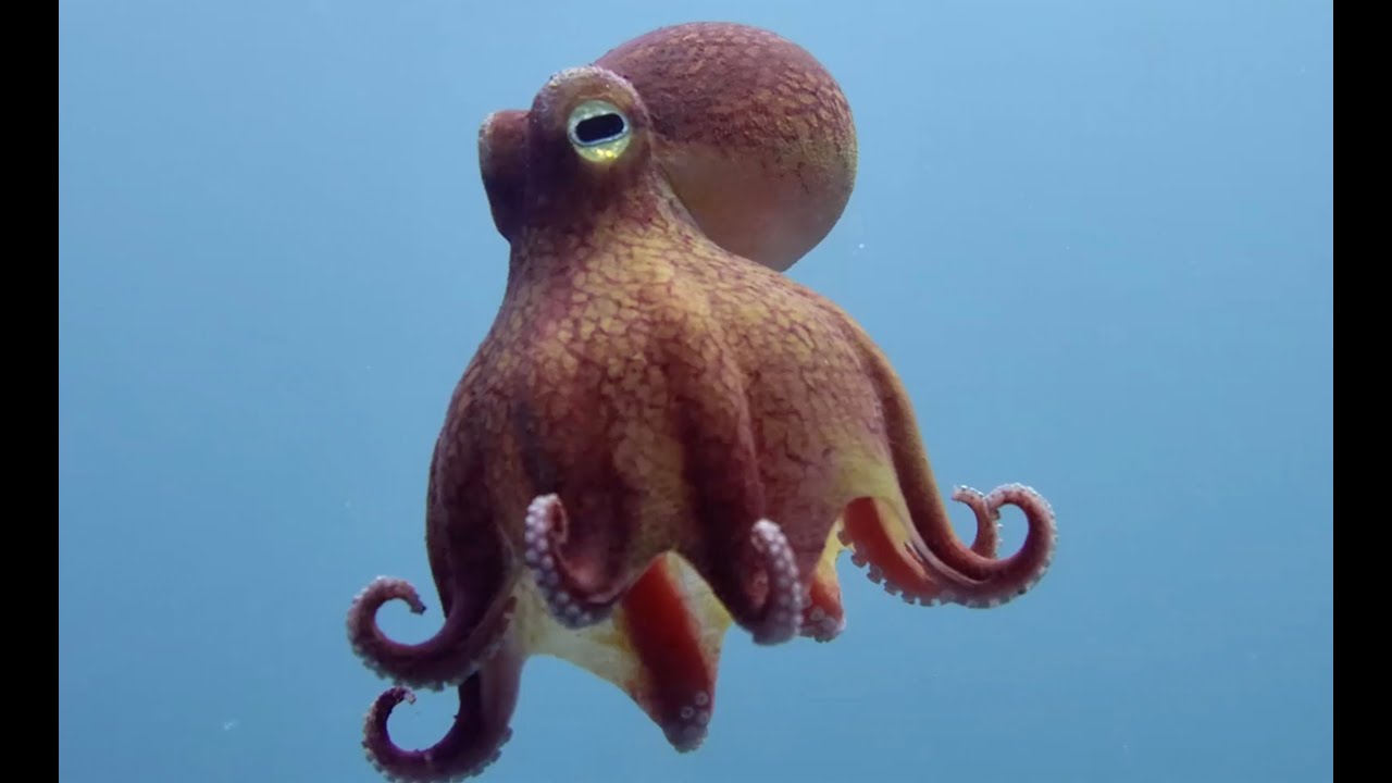 Top 5 Ocean Spy Creatures