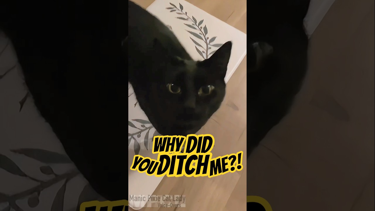 Dramatic void baby goes OFF #catshorts #catlady #trending