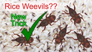 How to Remove Rice Weevils Easily