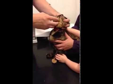 Vet demonstrates how to give a worming tablet to a cat