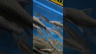 Download lagu tambraliodes vs mahseer lokal Serayu bagus yang mana nih kawan² #ikan #ikanmahser #mahser mp3 Download lagu tambraliodes vs mahseer lokal Serayu bagus yang mana nih kawan² #ikan #ikanmahser #mahser mp3
