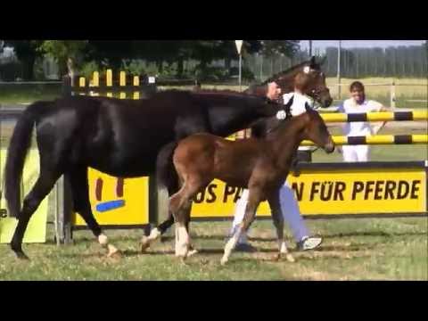 2016 Fürstin Sissi du Neuhof - Foundation X Sandro hit