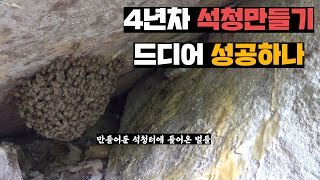 도심에 나타난 토종벌 잡아서 만들어둔 석청터에 이주시키기