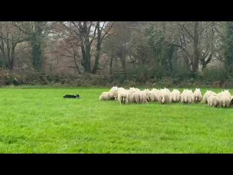 LOT 108 - PRESELI DOT (2)