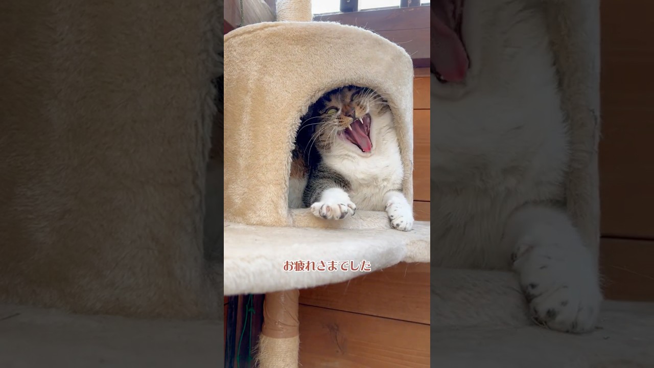 外猫の爪切りタイミングはハウスで寝ている時がチャンス