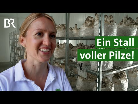 Kräuterseitlinge statt Kühe: Pilze züchten im ehemaligen Kuhstall | Unser Land | BR