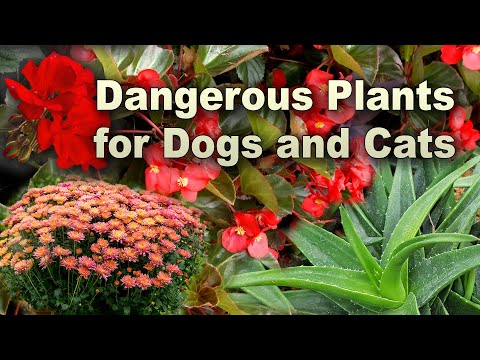 Dangerous Plants for Dogs and Cats - Family Plot