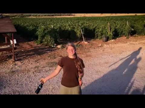 HaYovel | The First Grape Harvest of 2016!