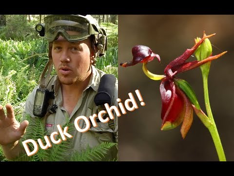 download lagu mp3 mp4 Flying Duck Orchid, download lagu Flying Duck Orchid gratis, unduh video klip Flying Duck Orchid