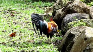 preview picture of video 'Random Happenings on Kauai Trip'