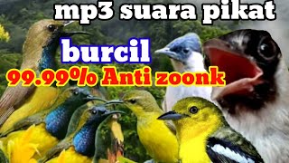 Download lagu mp3 suara pikat semua jenis burung kecil paling ampuh durasi panjang mp3