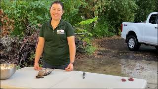 Teal Skinning: How to Breast a Teal