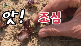 상추 옆에 딱 붙은 풀 제거 기막힌 팁
